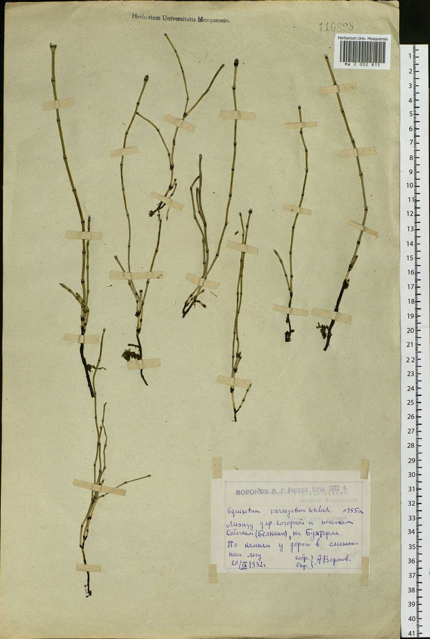 Equisetum variegatum Schleich., Siberia, Western (Kazakhstan) Altai Mountains (S2a) (Kazakhstan)