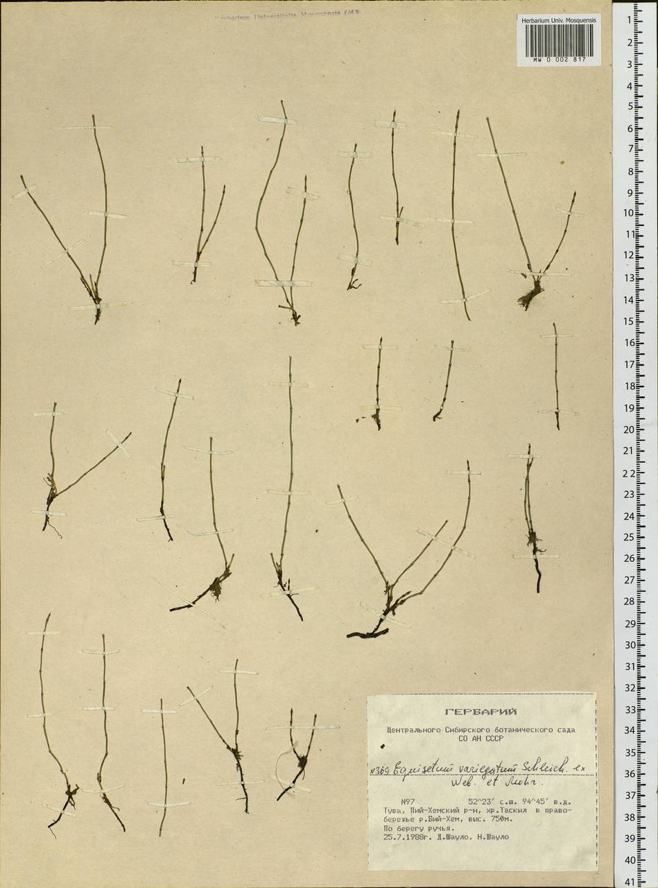 Equisetum variegatum Schleich., Siberia, Altai & Sayany Mountains (S2) (Russia)