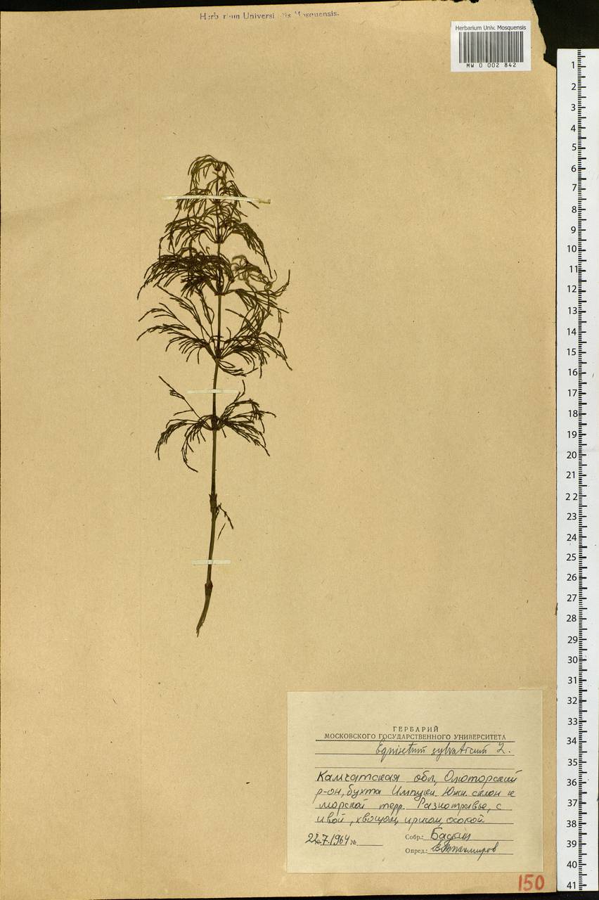 Equisetum sylvaticum L., Siberia, Chukotka & Kamchatka (S7) (Russia)