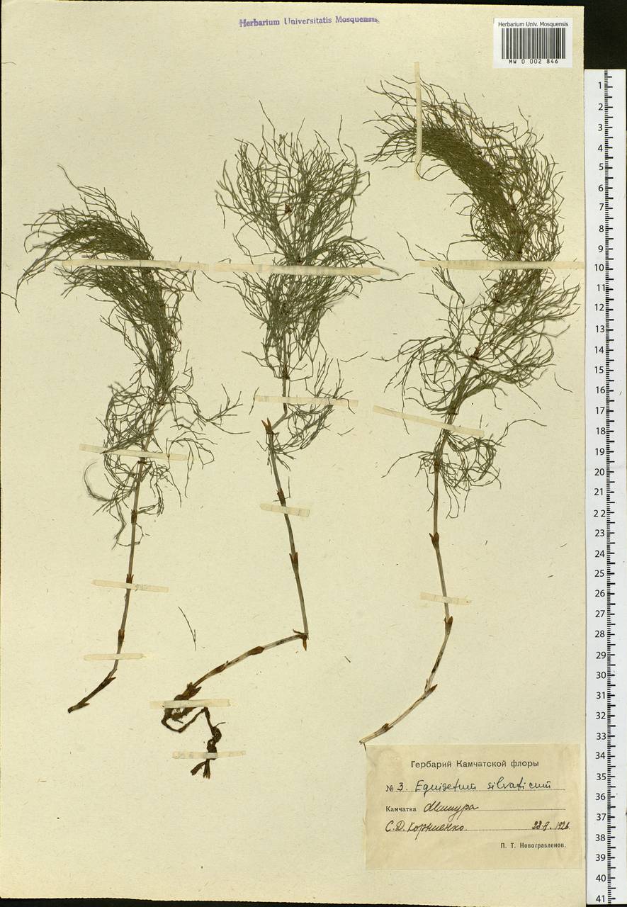Equisetum sylvaticum L., Siberia, Chukotka & Kamchatka (S7) (Russia)