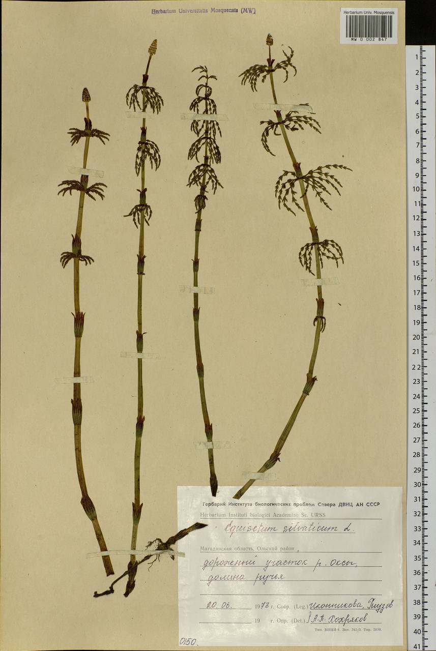 Equisetum sylvaticum L., Siberia, Chukotka & Kamchatka (S7) (Russia)