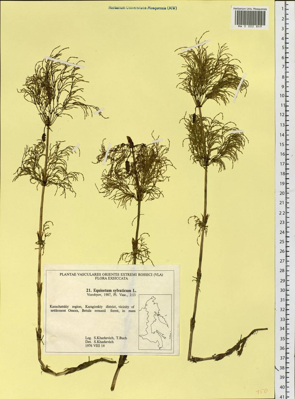 Equisetum sylvaticum L., Siberia, Chukotka & Kamchatka (S7) (Russia)