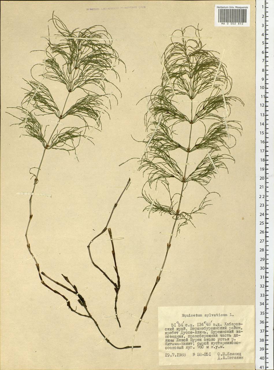 Equisetum sylvaticum L., Siberia, Russian Far East (S6) (Russia)