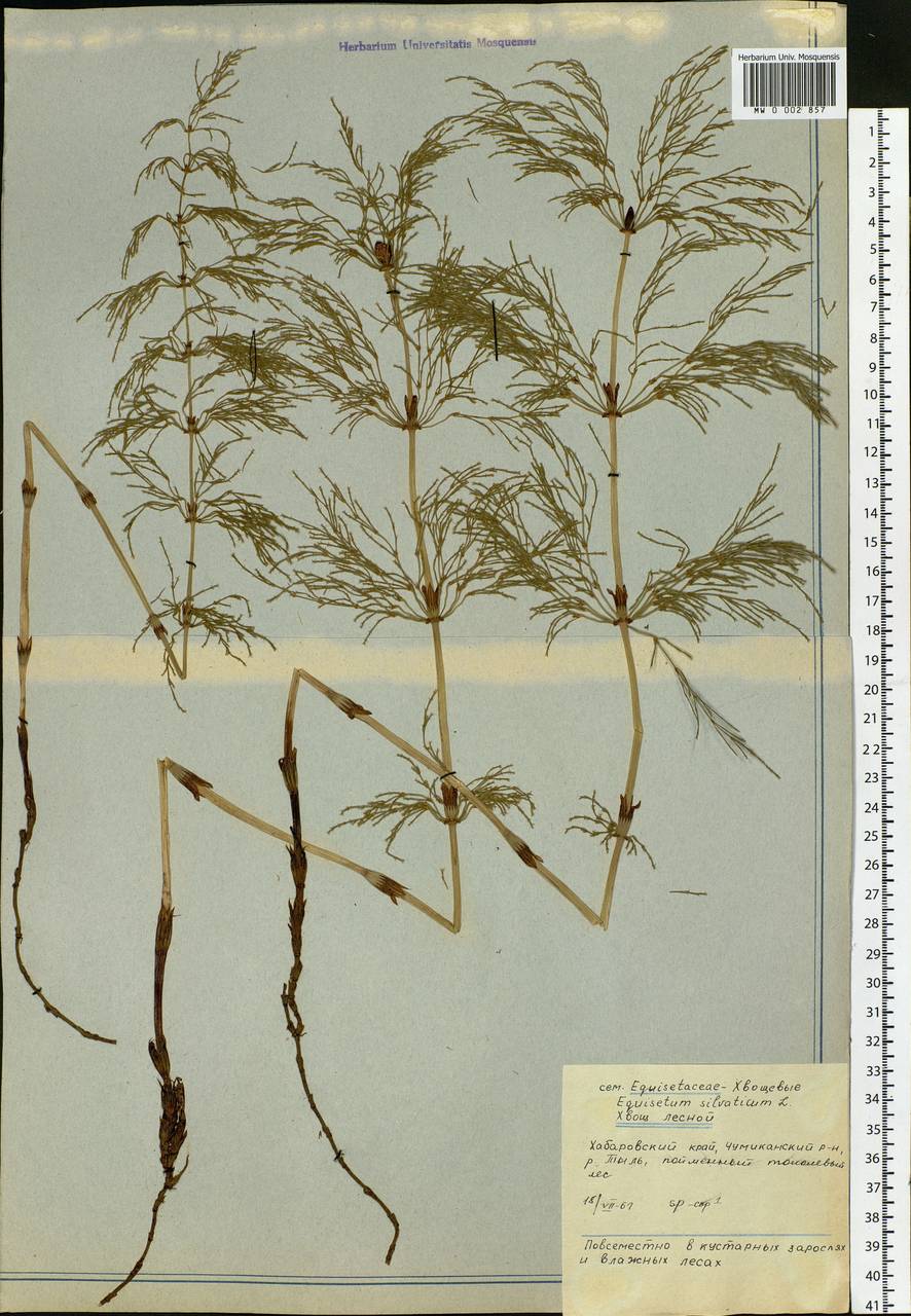 Equisetum sylvaticum L., Siberia, Russian Far East (S6) (Russia)