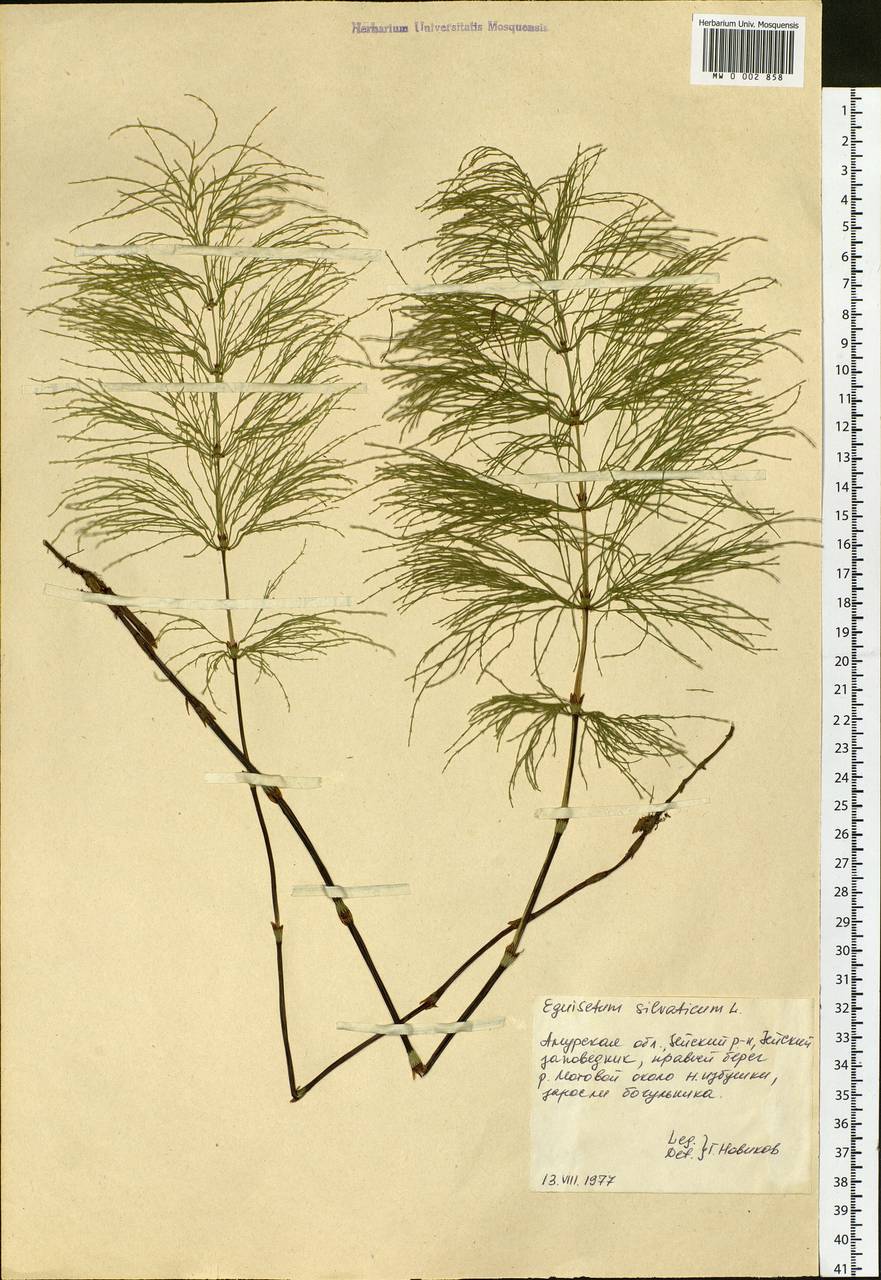 Equisetum sylvaticum L., Siberia, Russian Far East (S6) (Russia)