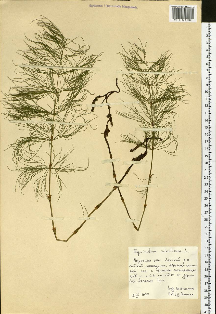 Equisetum sylvaticum L., Siberia, Russian Far East (S6) (Russia)