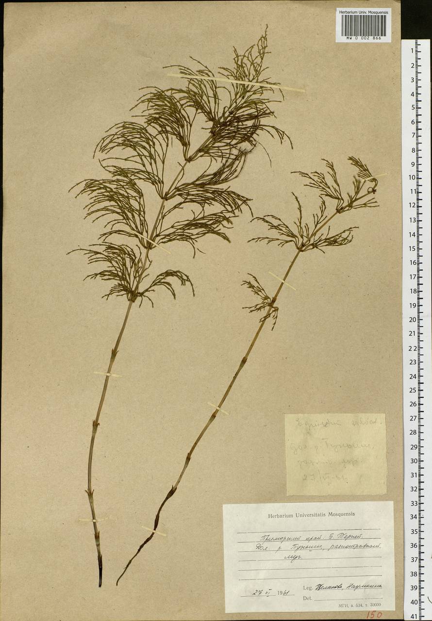 Equisetum sylvaticum L., Siberia, Russian Far East (S6) (Russia)