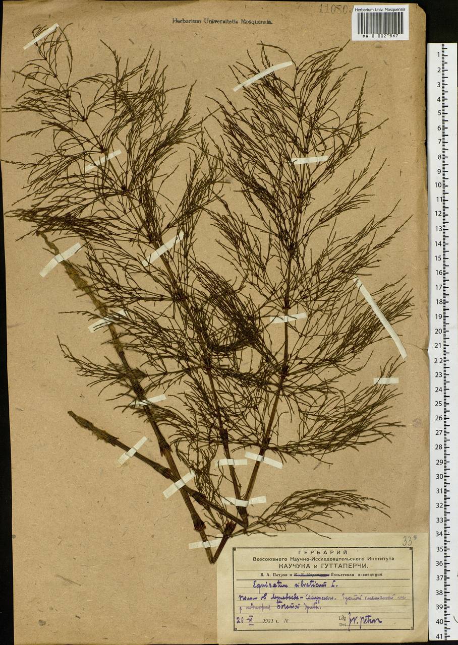 Equisetum sylvaticum L., Siberia, Russian Far East (S6) (Russia)