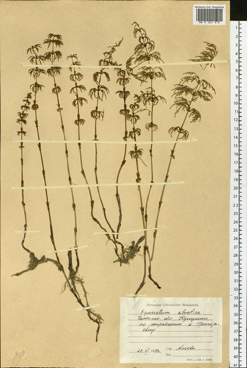 Equisetum sylvaticum L., Siberia, Altai & Sayany Mountains (S2) (Russia)
