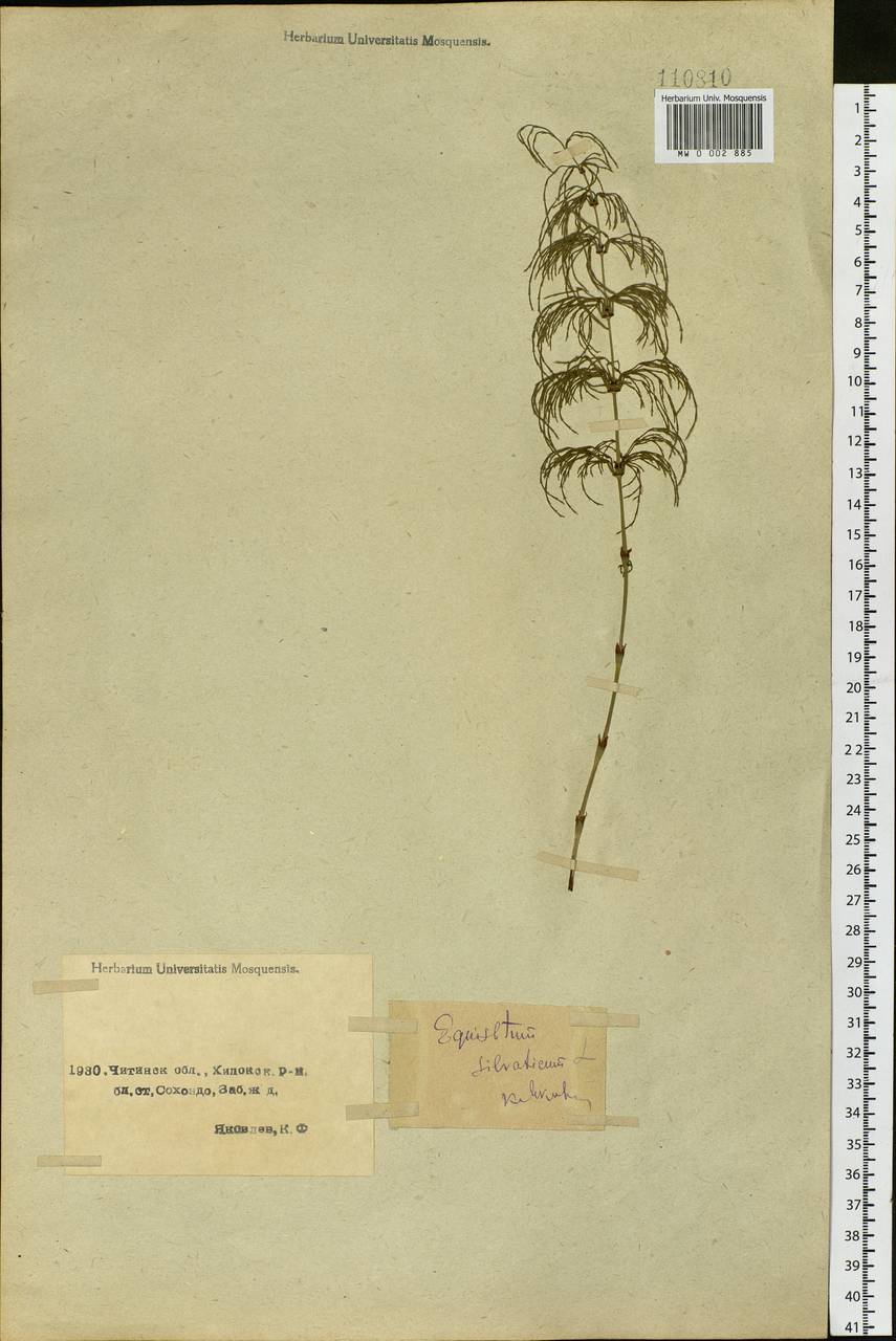 Equisetum sylvaticum L., Siberia, Baikal & Transbaikal region (S4) (Russia)