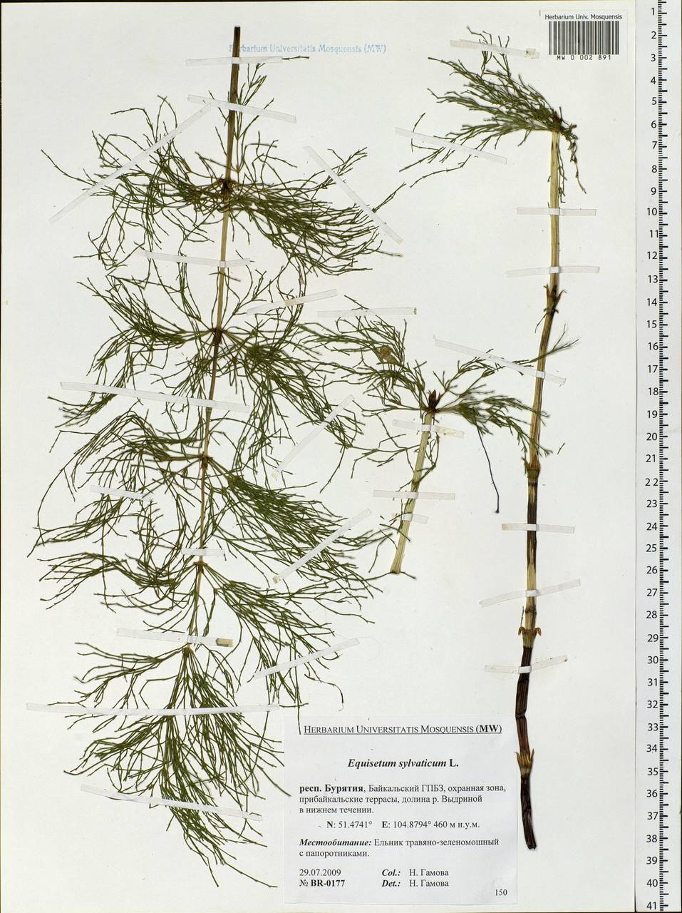 Equisetum sylvaticum L., Siberia, Baikal & Transbaikal region (S4) (Russia)