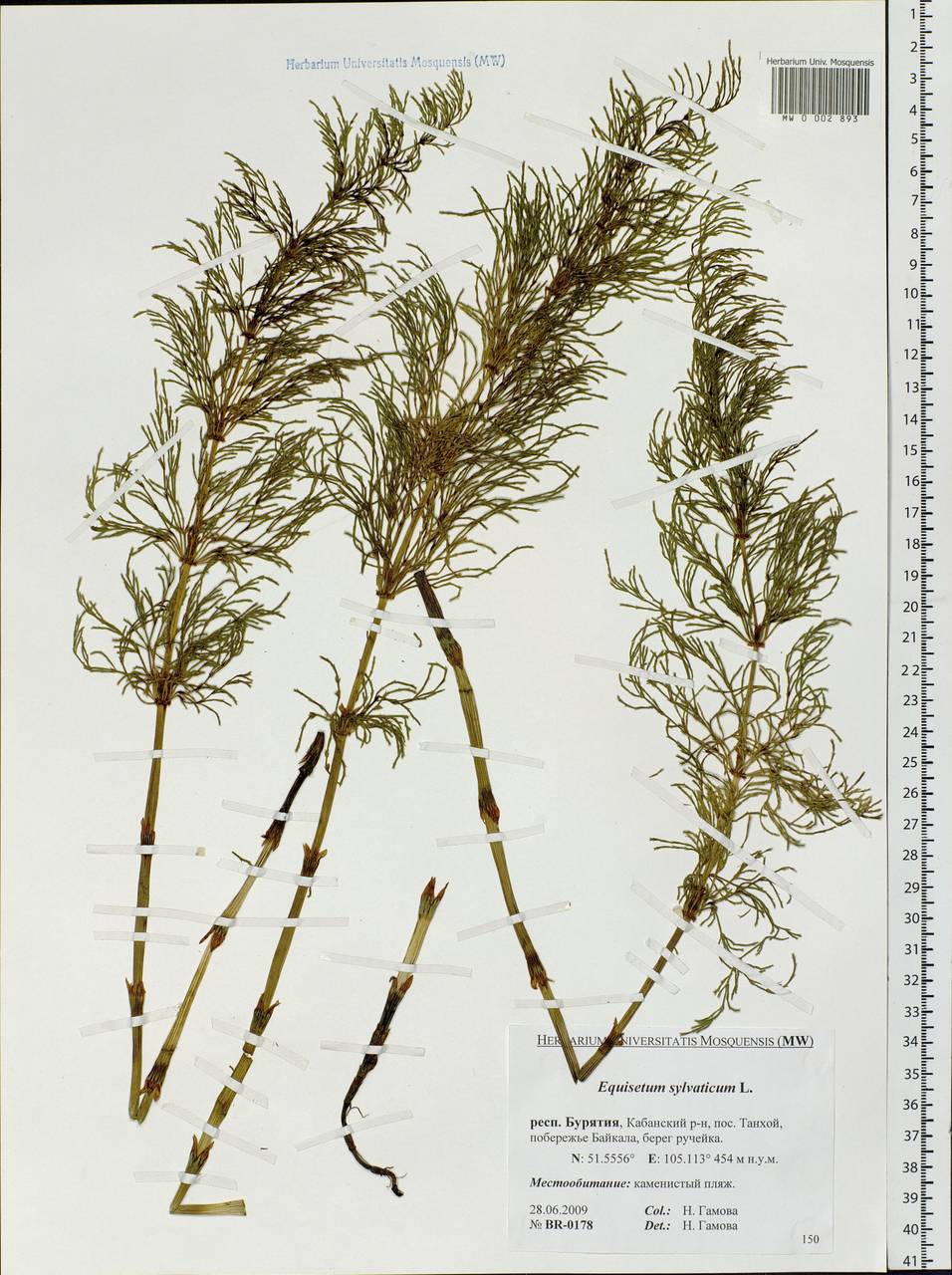 Equisetum sylvaticum L., Siberia, Baikal & Transbaikal region (S4) (Russia)