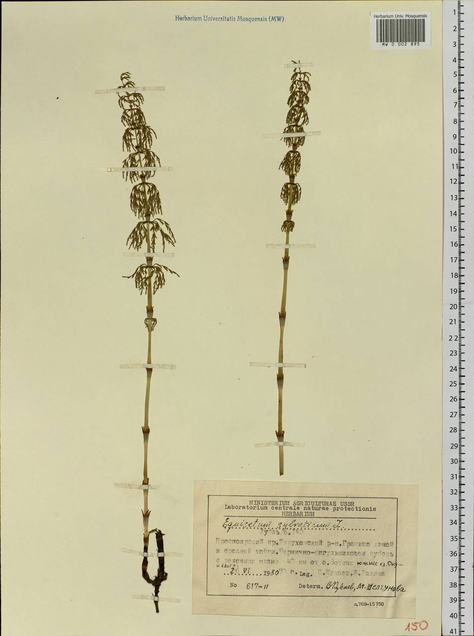 Equisetum sylvaticum L., Siberia, Central Siberia (S3) (Russia)