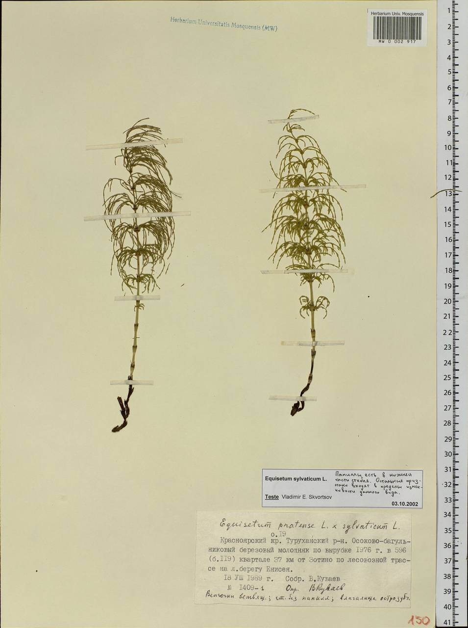 Equisetum sylvaticum L., Siberia, Central Siberia (S3) (Russia)