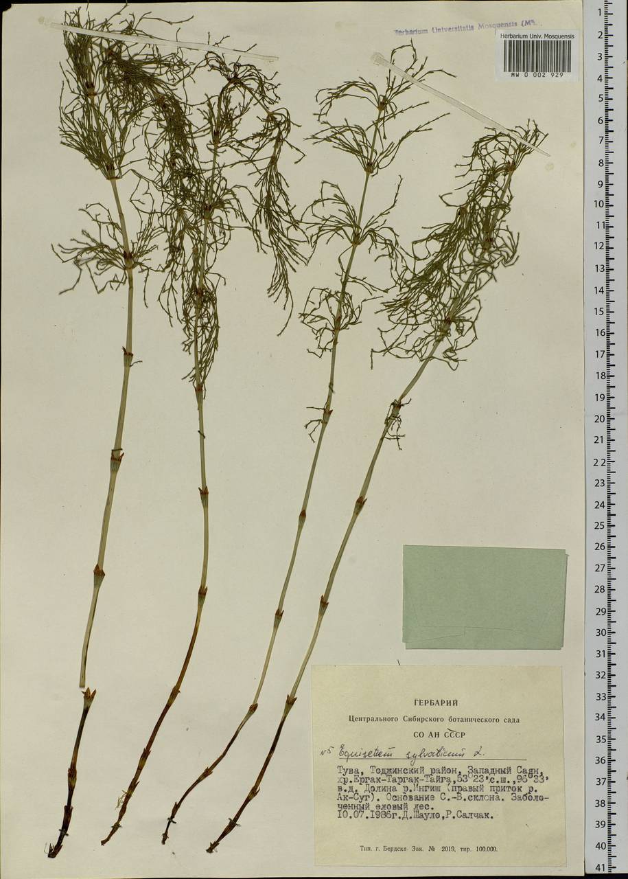 Equisetum sylvaticum L., Siberia, Altai & Sayany Mountains (S2) (Russia)