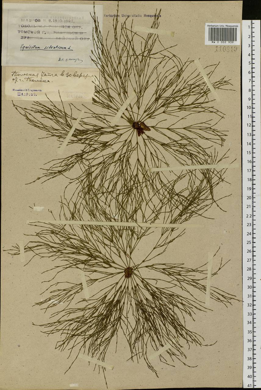 Equisetum sylvaticum L., Siberia, Western Siberia (S1) (Russia)