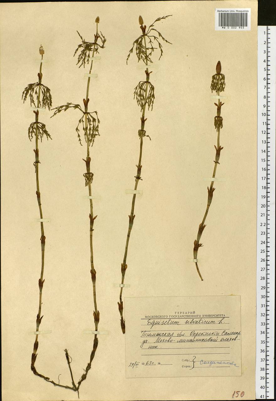 Equisetum sylvaticum L., Siberia, Western Siberia (S1) (Russia)