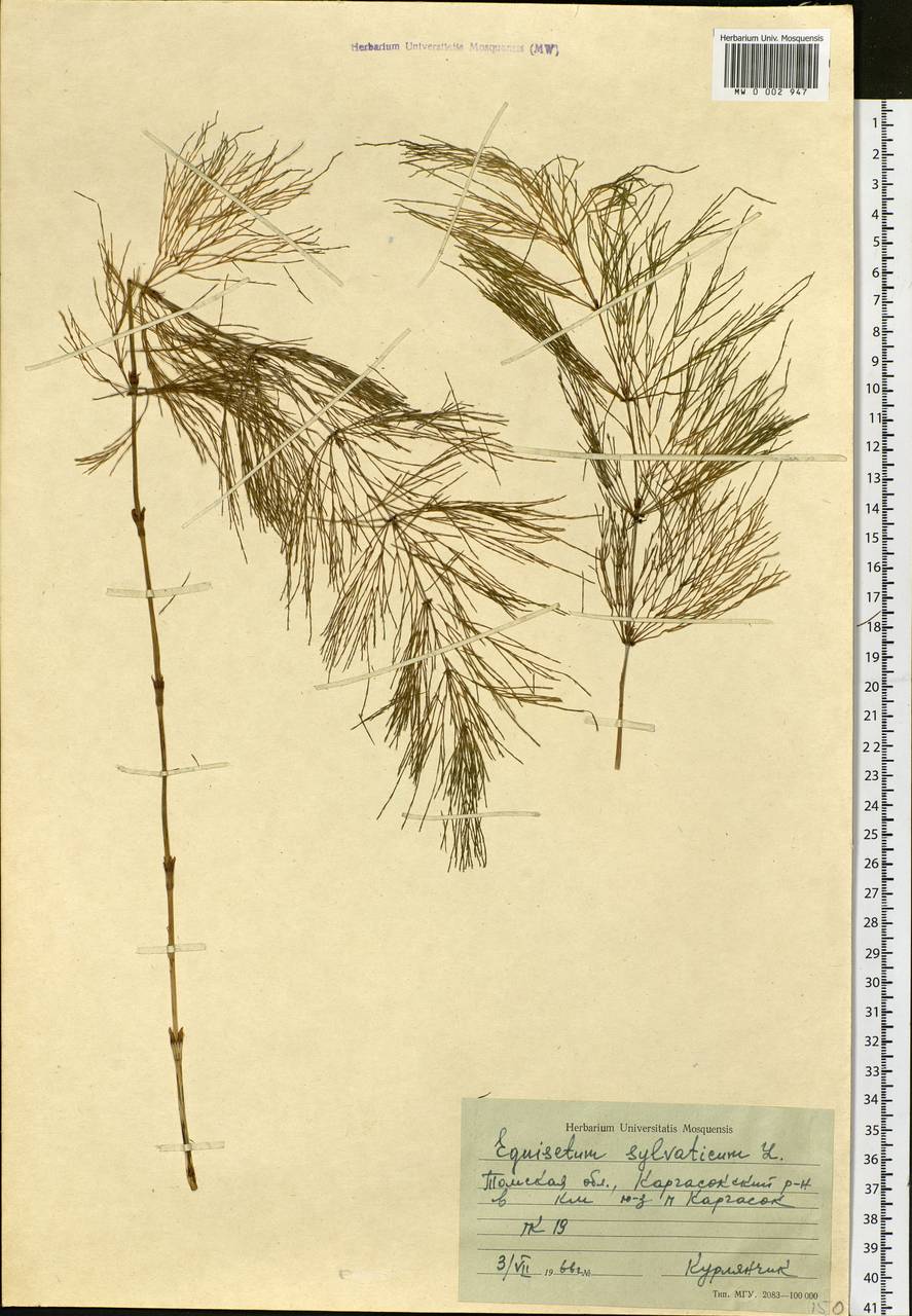 Equisetum sylvaticum L., Siberia, Western Siberia (S1) (Russia)