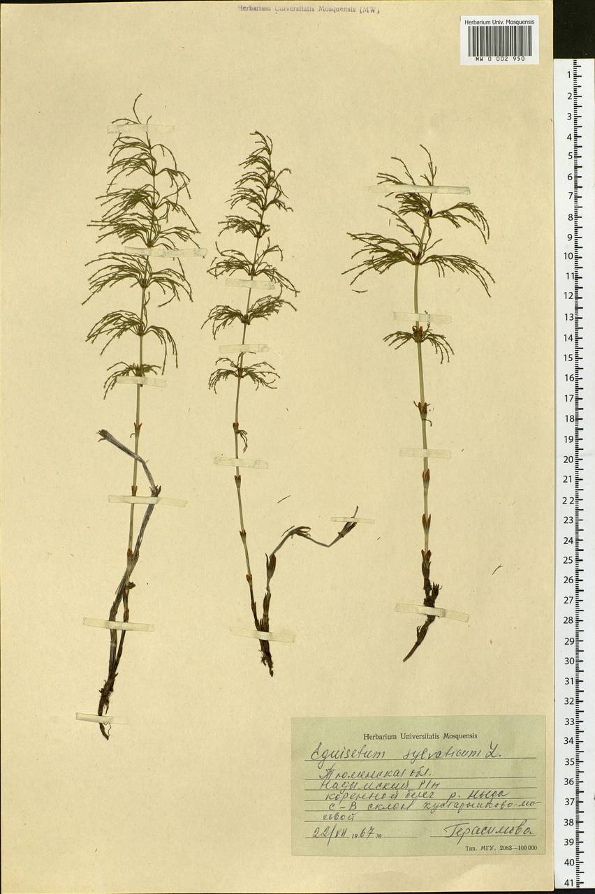 Equisetum sylvaticum L., Siberia, Western Siberia (S1) (Russia)