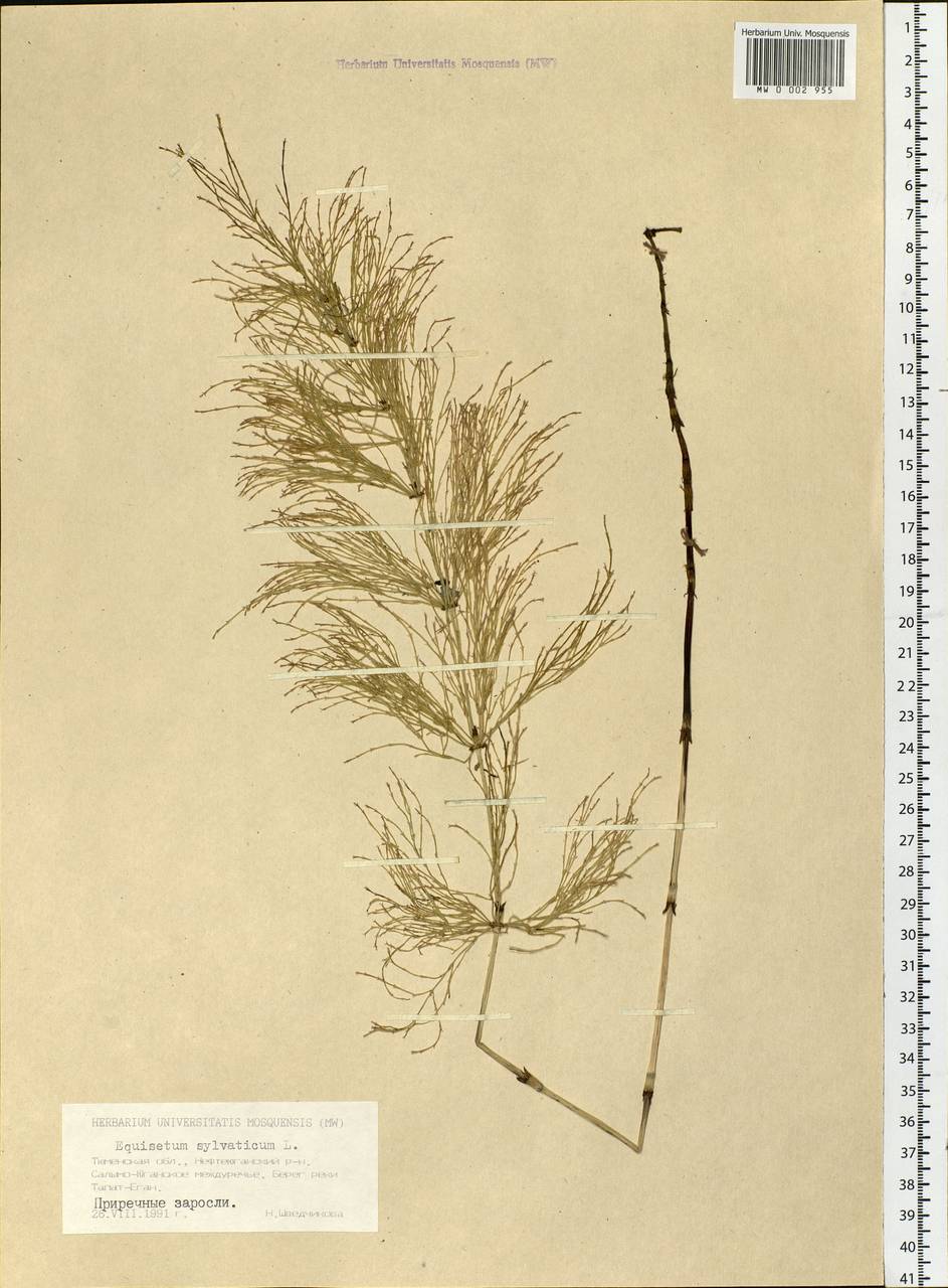 Equisetum sylvaticum L., Siberia, Western Siberia (S1) (Russia)