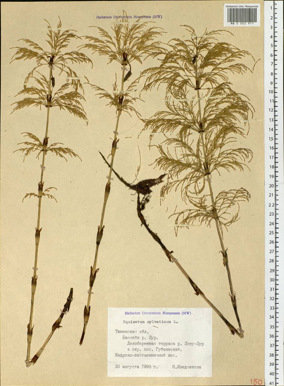 Equisetum sylvaticum L., Siberia, Western Siberia (S1) (Russia)