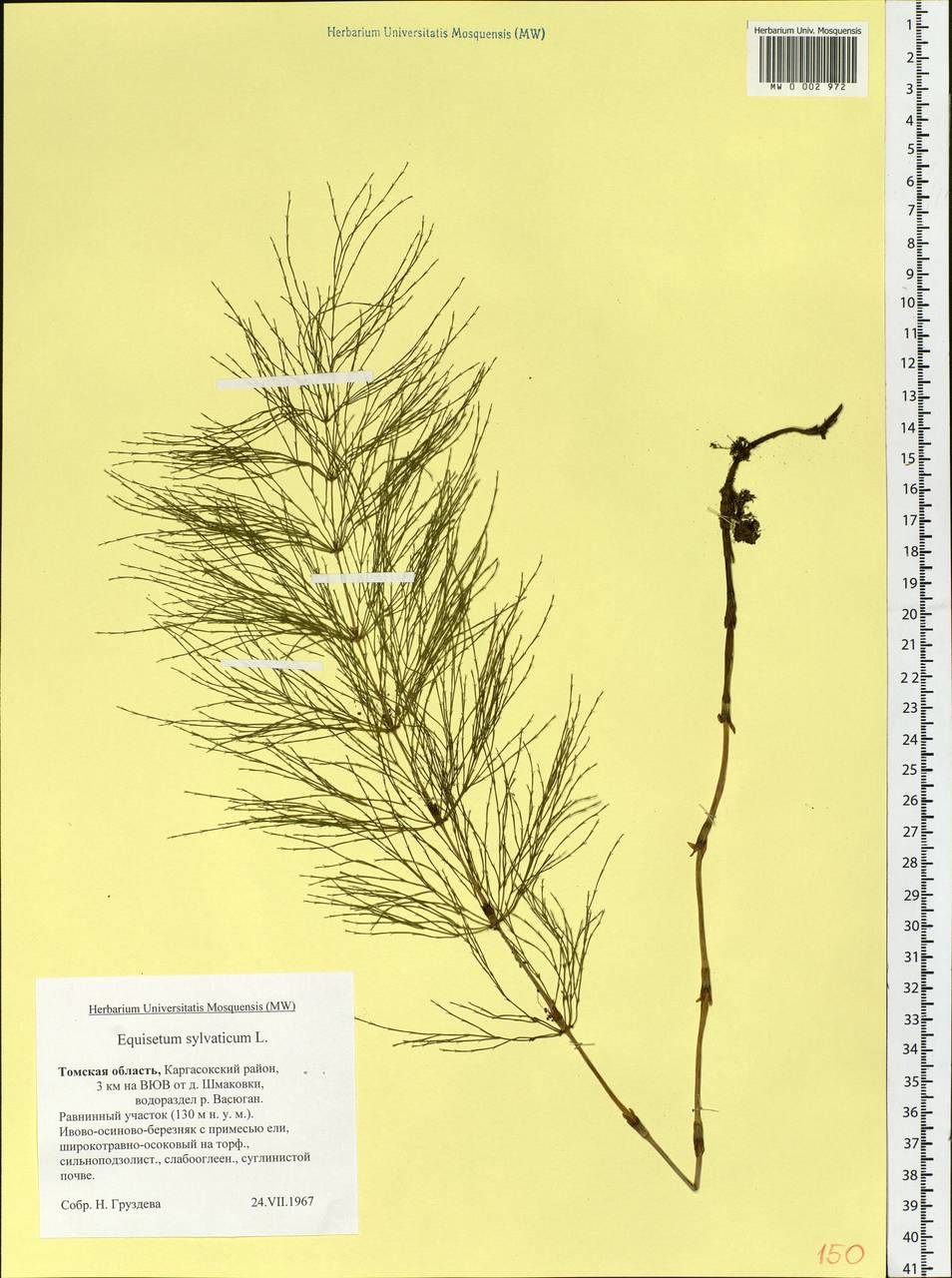 Equisetum sylvaticum L., Siberia, Western Siberia (S1) (Russia)