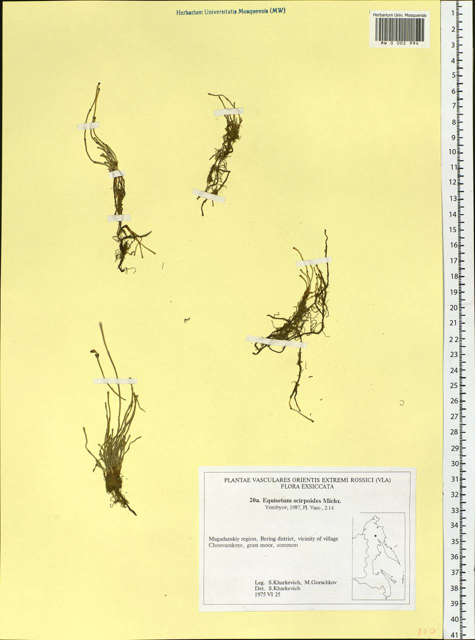 Equisetum scirpoides Michx., Siberia, Chukotka & Kamchatka (S7) (Russia)