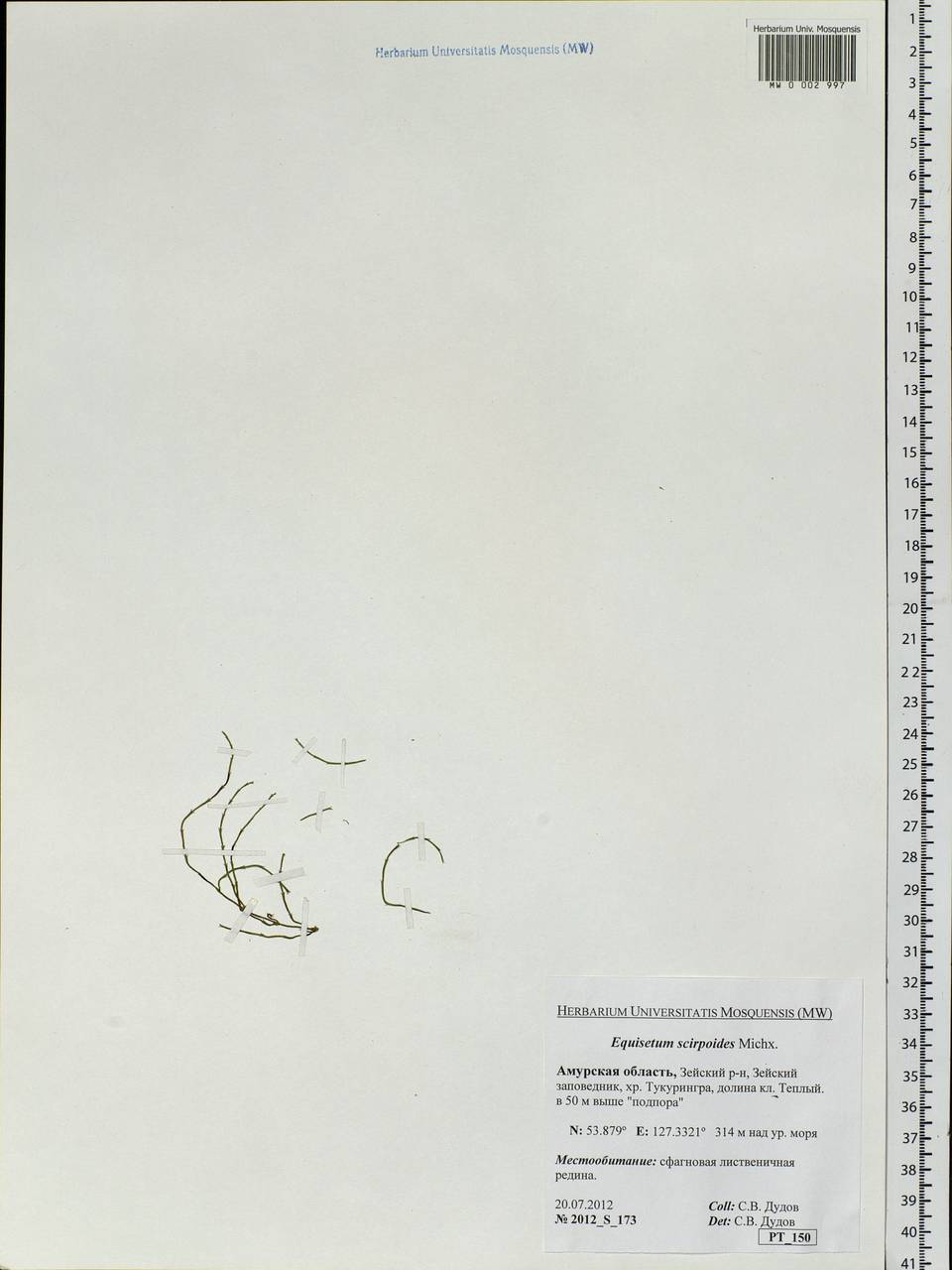 Equisetum scirpoides Michx., Siberia, Russian Far East (S6) (Russia)