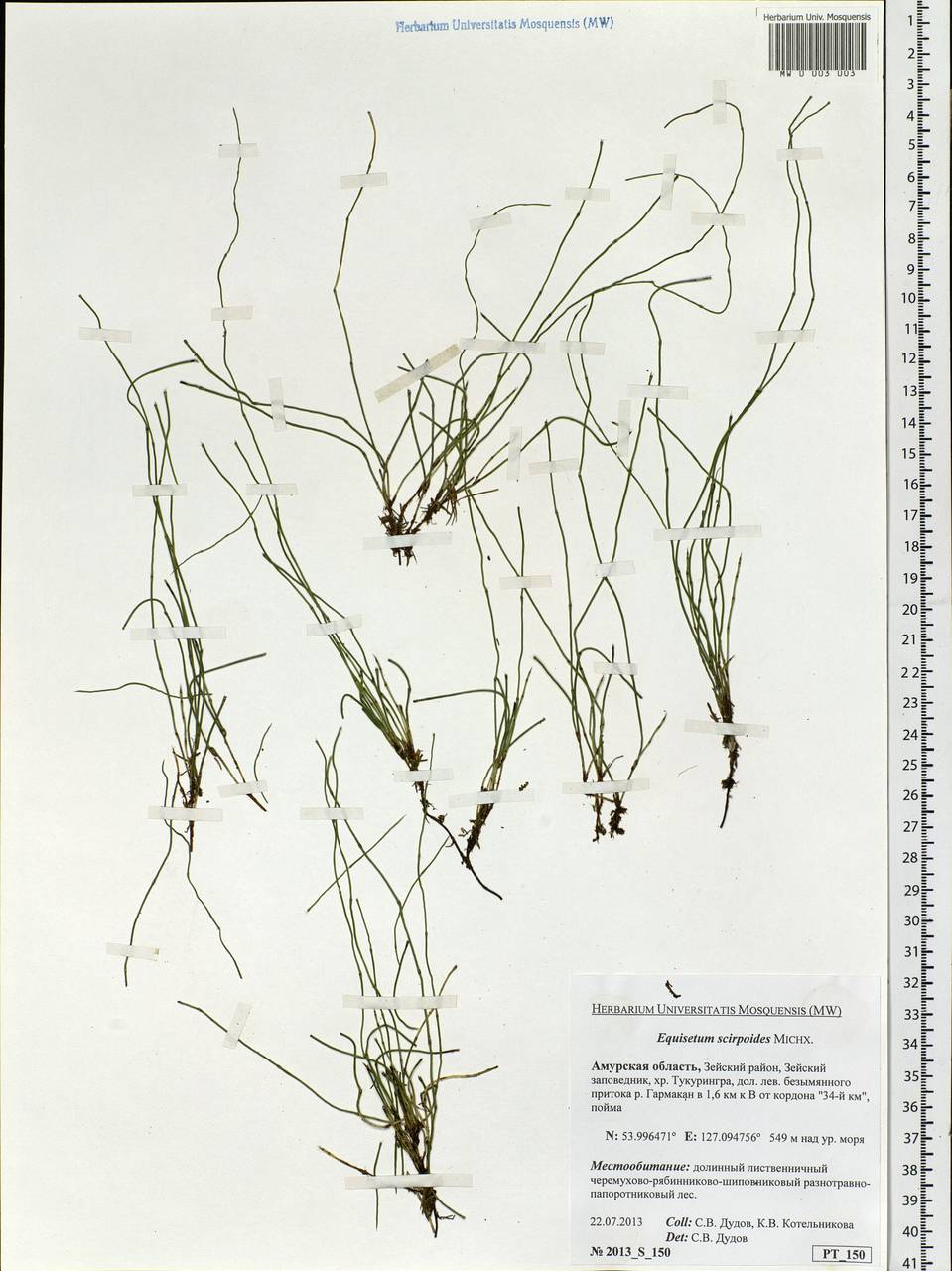 Equisetum scirpoides Michx., Siberia, Russian Far East (S6) (Russia)