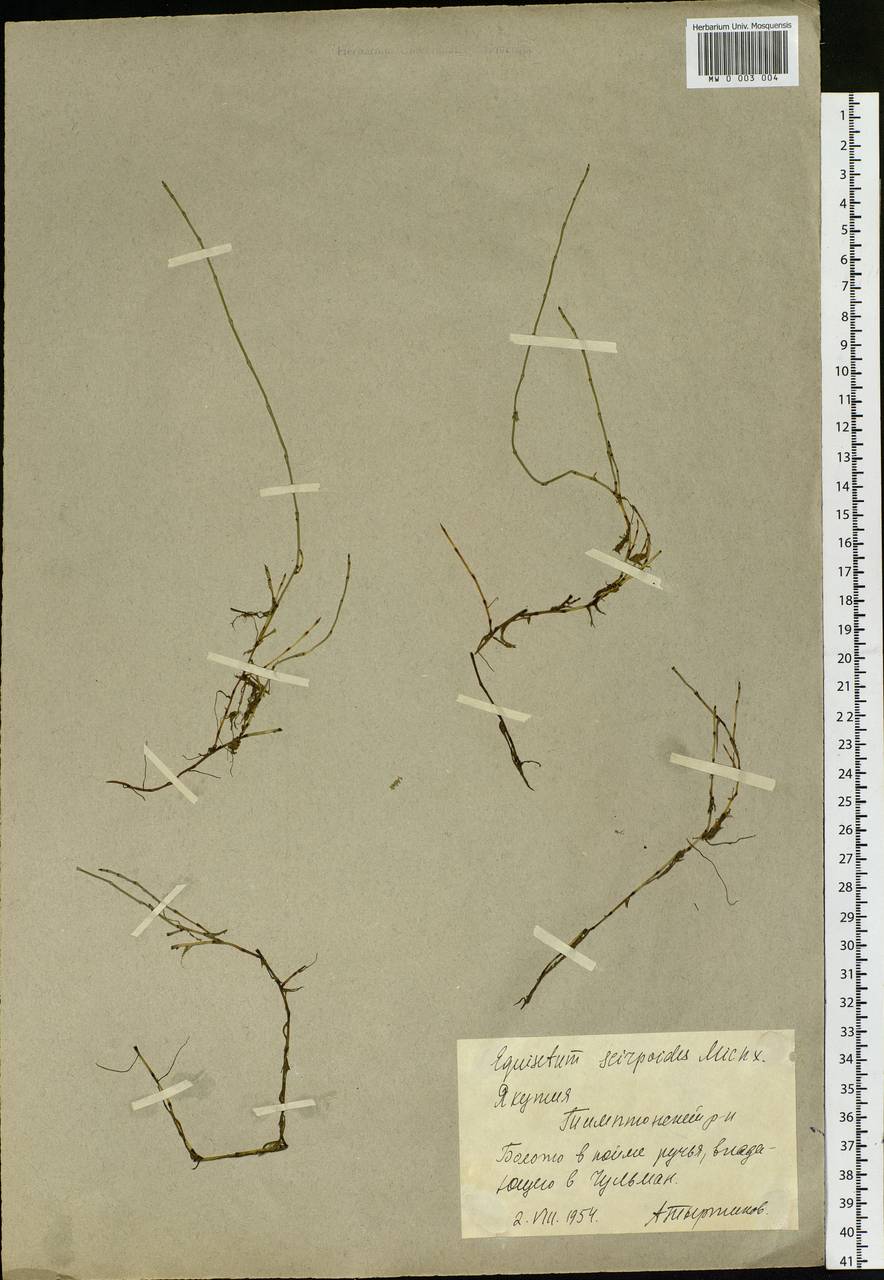 Equisetum scirpoides Michx., Siberia, Yakutia (S5) (Russia)