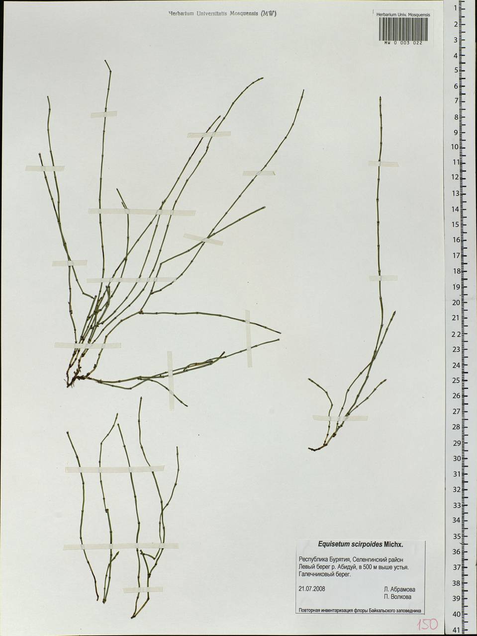 Equisetum scirpoides Michx., Siberia, Baikal & Transbaikal region (S4) (Russia)