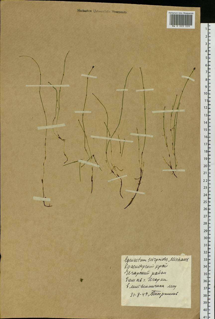 Equisetum scirpoides Michx., Siberia, Central Siberia (S3) (Russia)