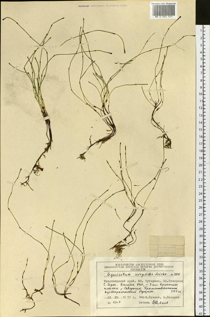 Equisetum scirpoides Michx., Siberia, Central Siberia (S3) (Russia)