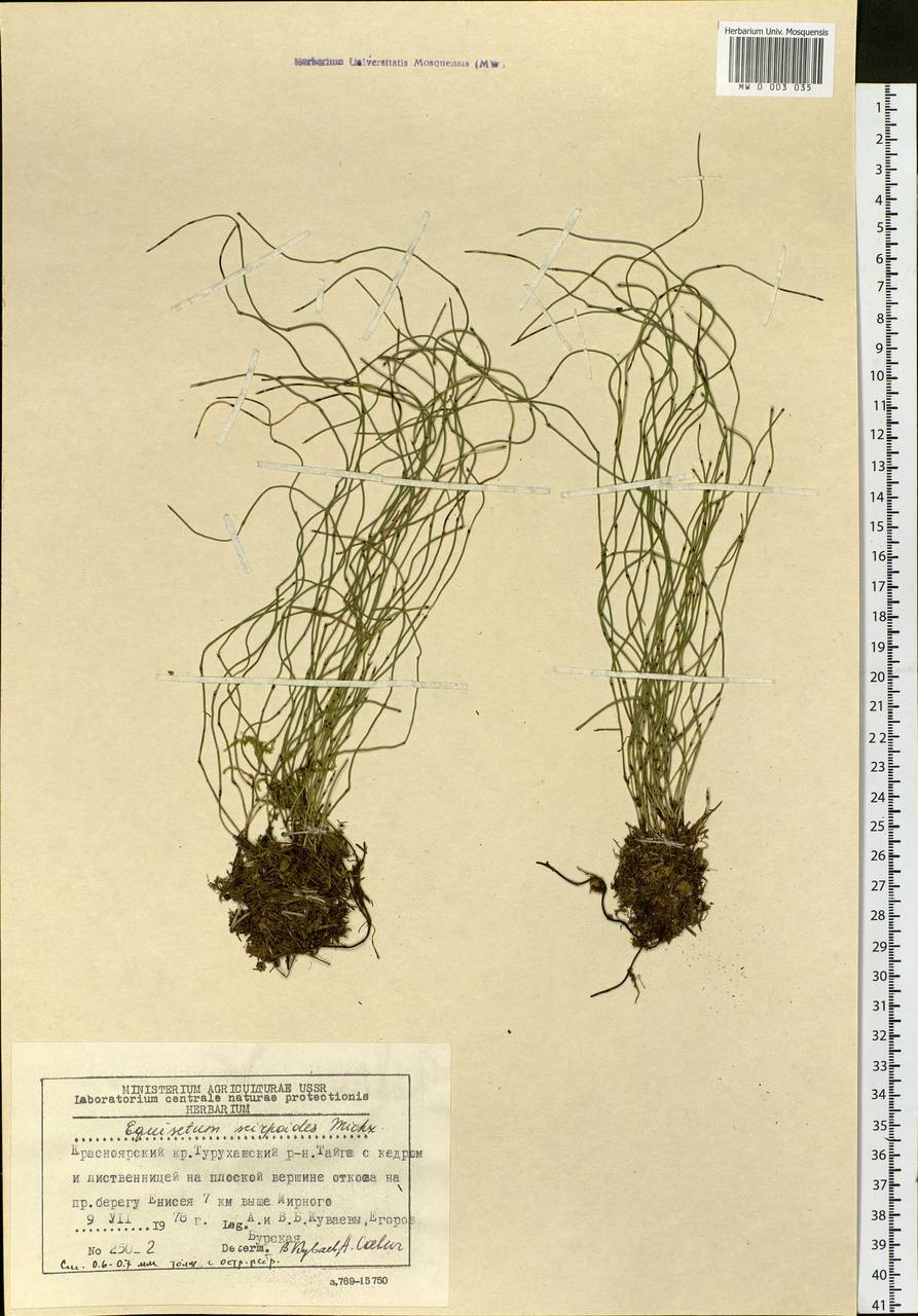 Equisetum scirpoides Michx., Siberia, Central Siberia (S3) (Russia)