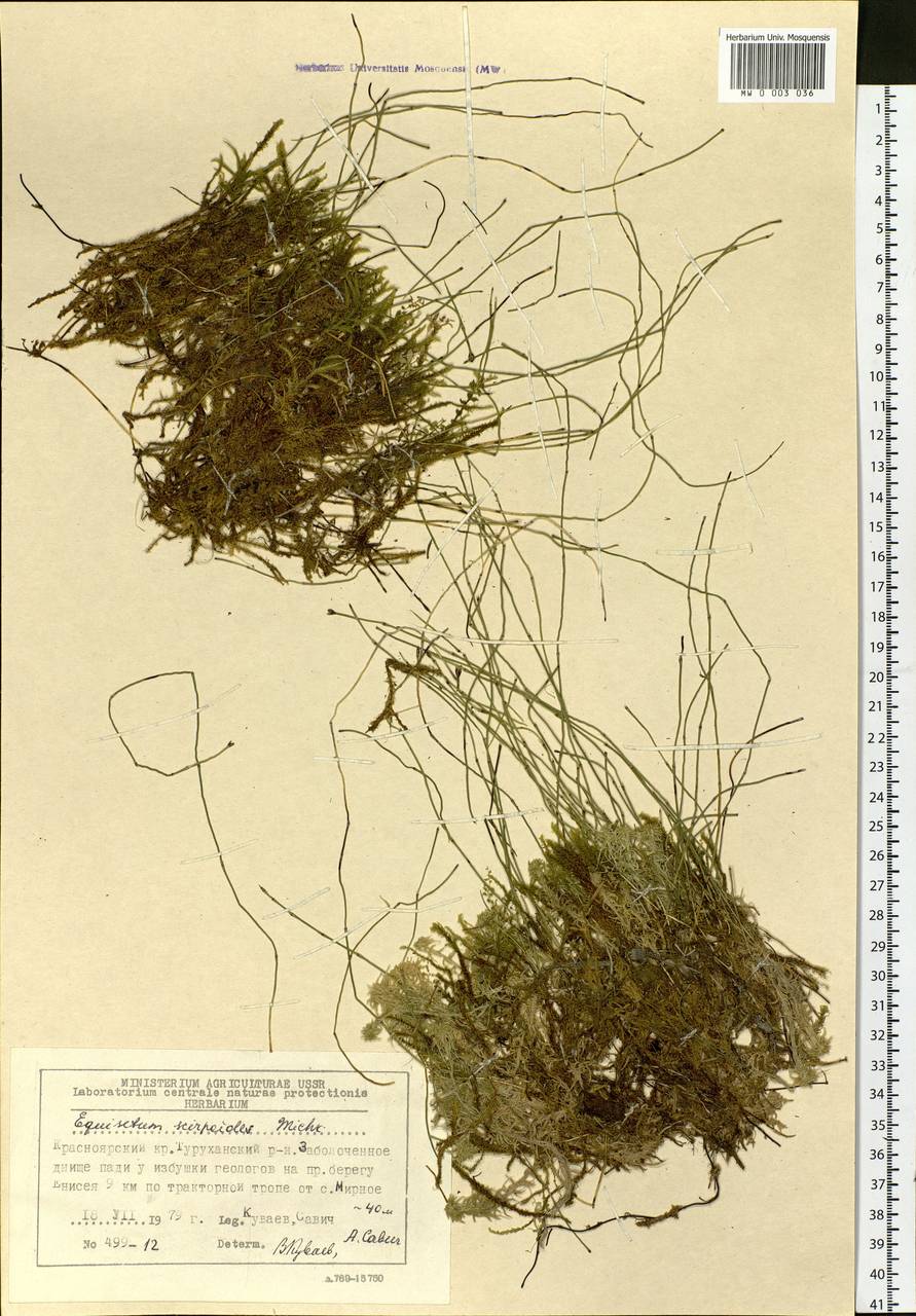 Equisetum scirpoides Michx., Siberia, Central Siberia (S3) (Russia)