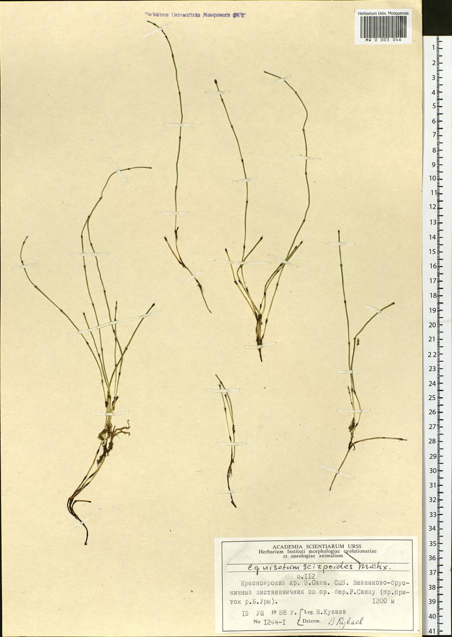 Equisetum scirpoides Michx., Siberia, Altai & Sayany Mountains (S2) (Russia)