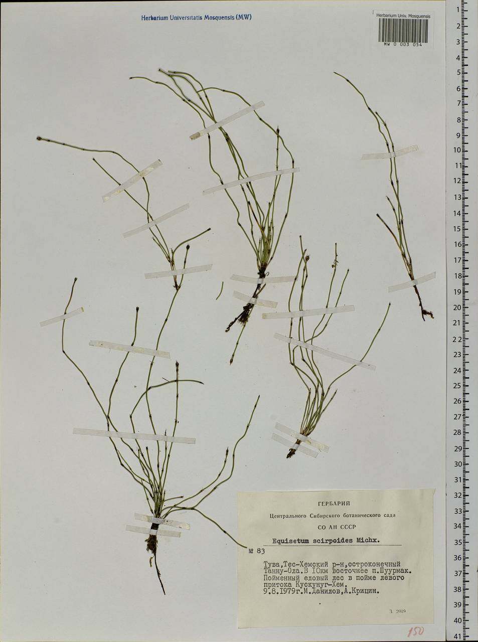 Equisetum scirpoides Michx., Siberia, Altai & Sayany Mountains (S2) (Russia)