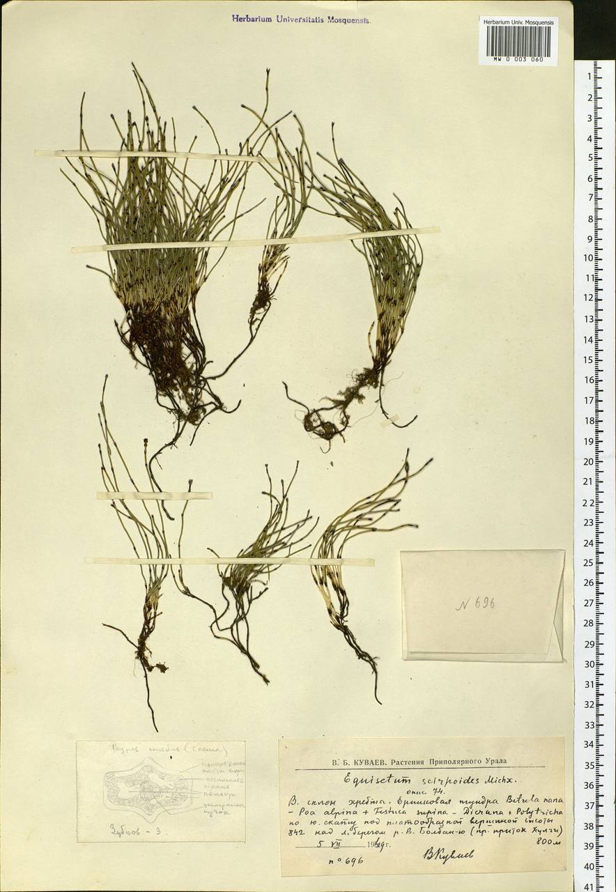 Equisetum scirpoides Michx., Siberia, Western Siberia (S1) (Russia)