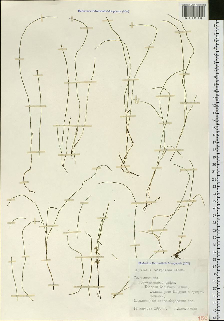 Equisetum scirpoides Michx., Siberia, Western Siberia (S1) (Russia)