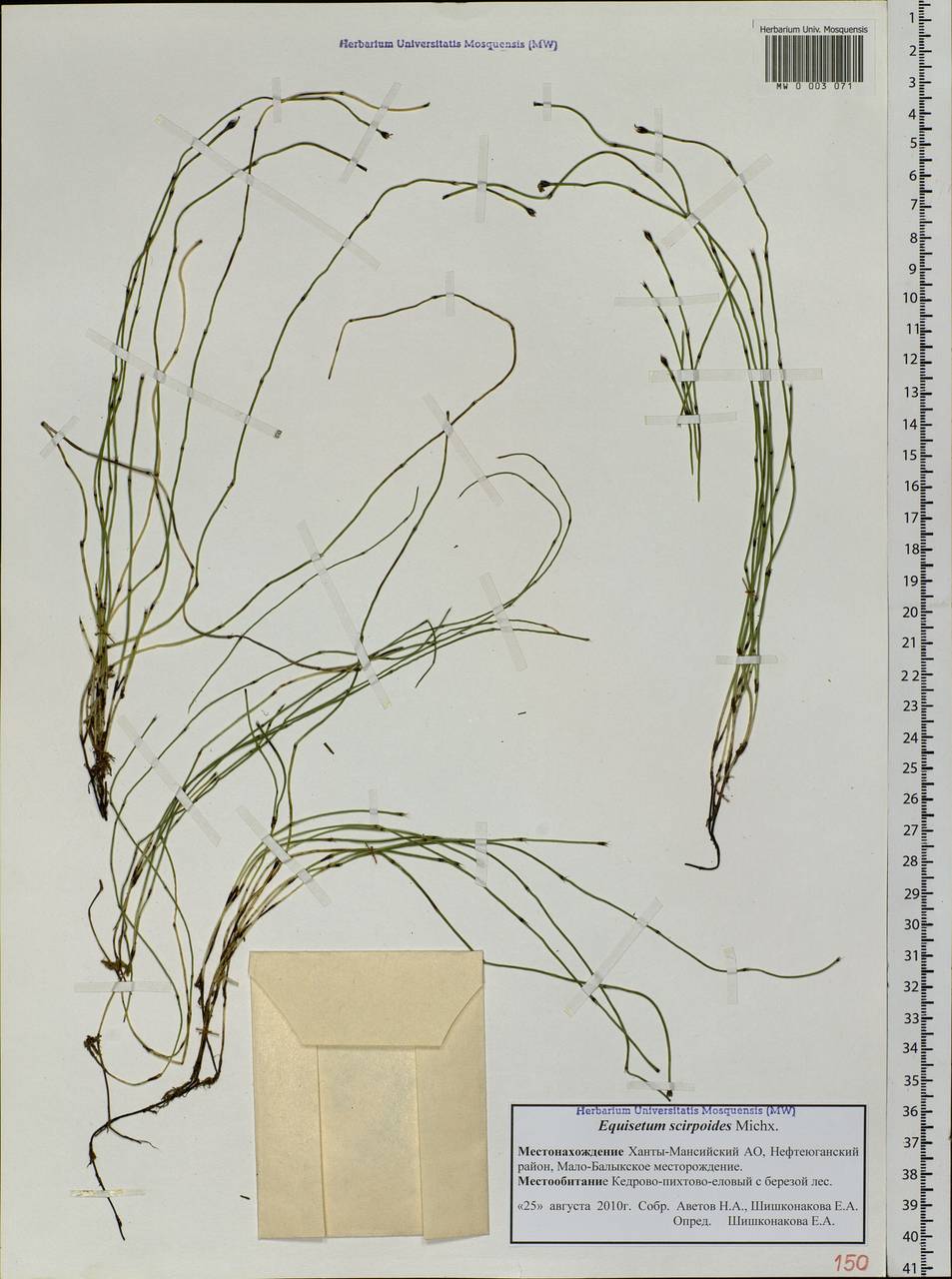 Equisetum scirpoides Michx., Siberia, Western Siberia (S1) (Russia)