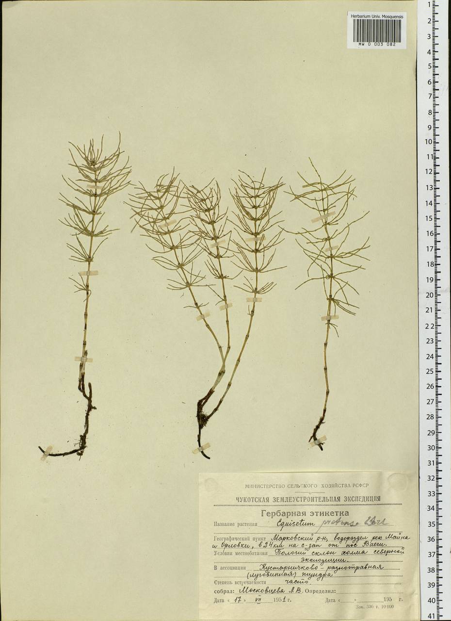 Equisetum pratense Ehrh., Siberia, Chukotka & Kamchatka (S7) (Russia)