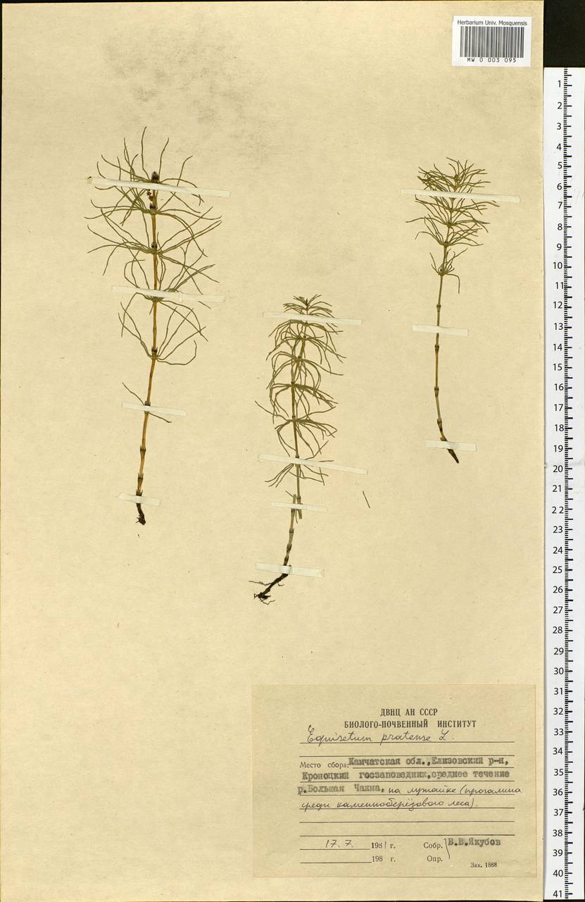 Equisetum pratense Ehrh., Siberia, Chukotka & Kamchatka (S7) (Russia)