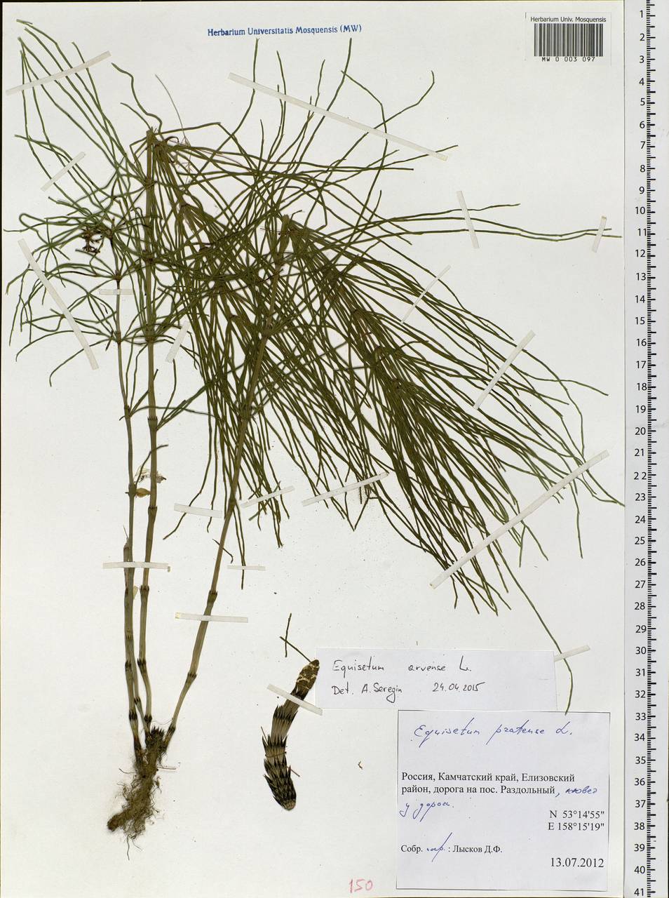 Equisetum arvense L., Siberia, Chukotka & Kamchatka (S7) (Russia)