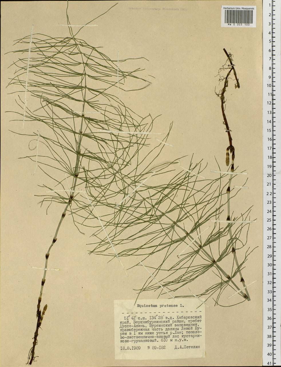 Equisetum pratense Ehrh., Siberia, Russian Far East (S6) (Russia)