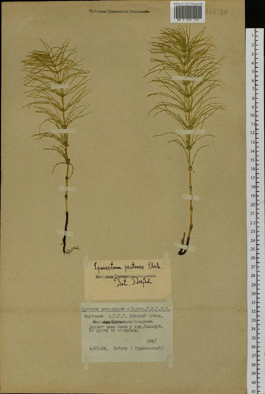 Equisetum pratense Ehrh., Siberia, Yakutia (S5) (Russia)