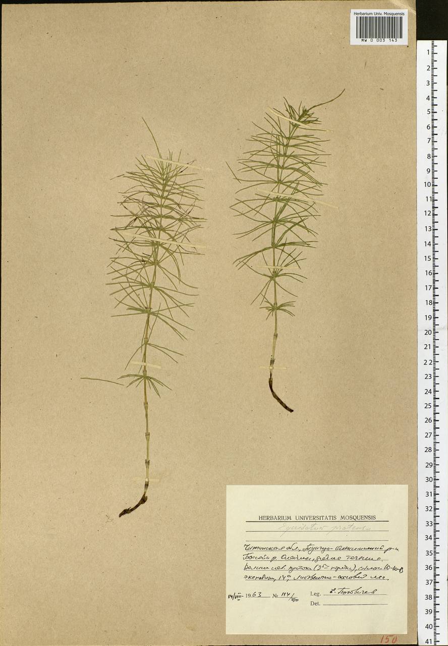 Equisetum pratense Ehrh., Siberia, Baikal & Transbaikal region (S4) (Russia)