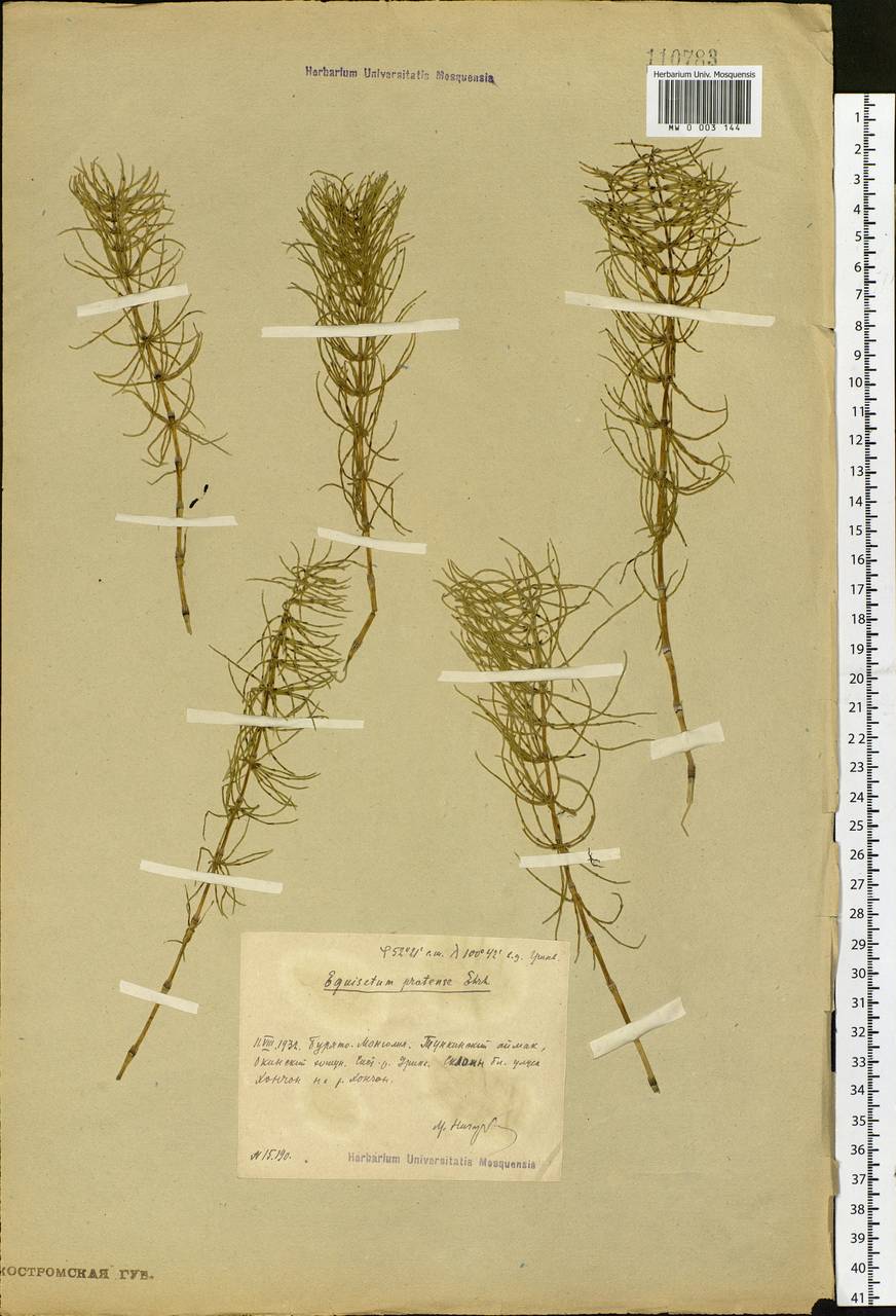 Equisetum pratense Ehrh., Siberia, Baikal & Transbaikal region (S4) (Russia)