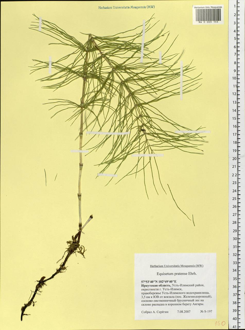 Equisetum pratense Ehrh., Siberia, Baikal & Transbaikal region (S4) (Russia)