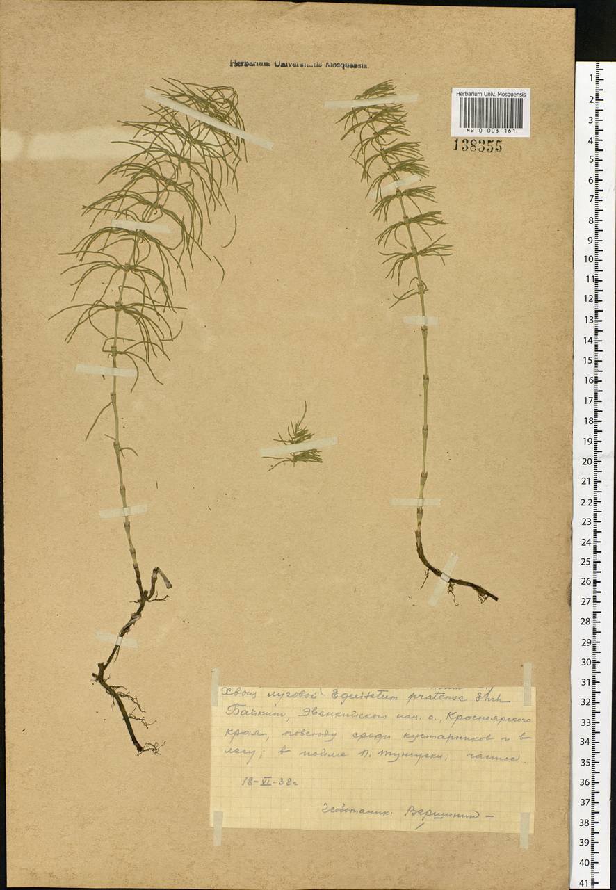 Equisetum pratense Ehrh., Siberia, Central Siberia (S3) (Russia)