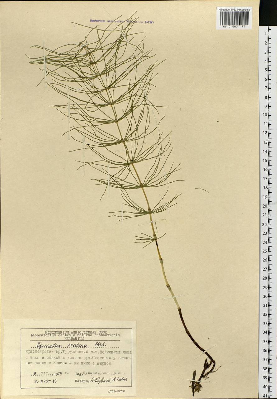Equisetum pratense Ehrh., Siberia, Central Siberia (S3) (Russia)